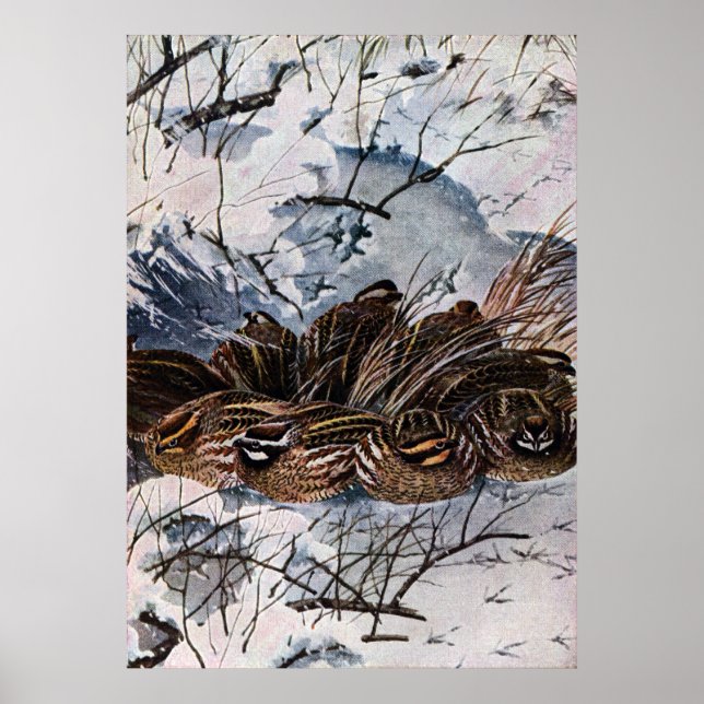 Póster Um Covarde Bobwhites (Frente)