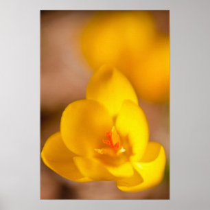 Póster Um croco amarelo floresce em Portsmouth, Novo