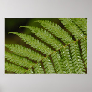 Póster Um detalhe de samambaia, da Mindo Cloud Forest,