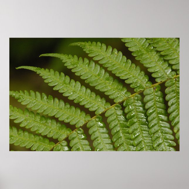 Póster Um detalhe de samambaia, da Mindo Cloud Forest, (Frente)