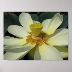 Poster Um dia na série da lagoa