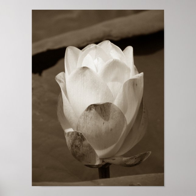 Póster Um dia na série Pond (Frente)