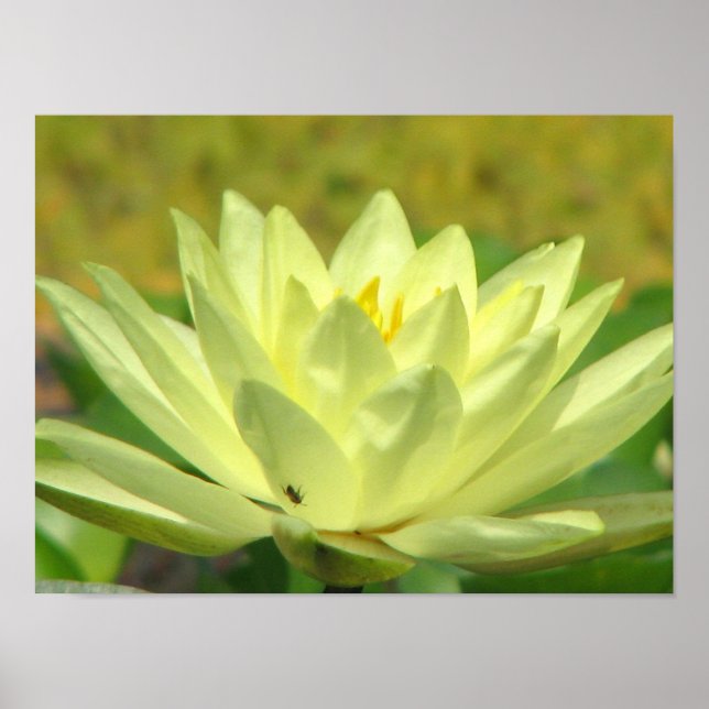 Póster Um dia na série Pond (Frente)