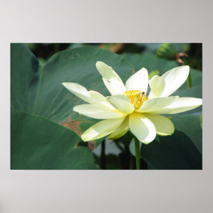 Poster Um dia na série Pond