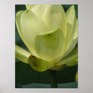 Póster Um dia no lago