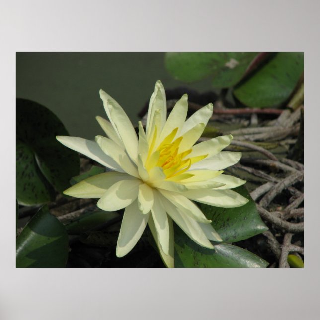 Poster Um dia no Pond (Frente)