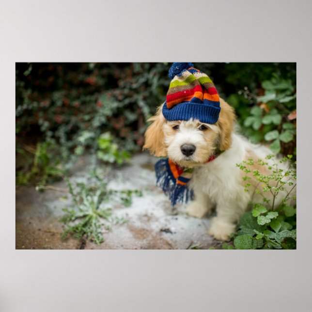 Póster Um Doce Cavachon Puppy Em Um Chapéu De Inverno E S (Frente)