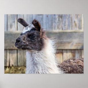 Póster Um feliz Llama