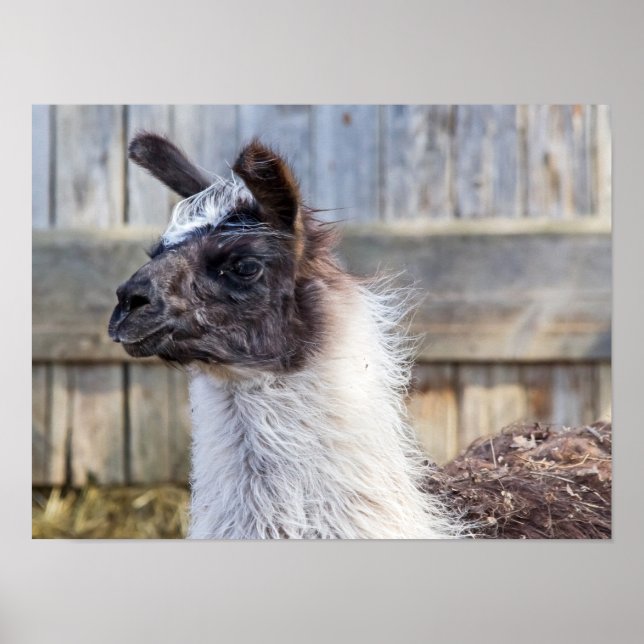 Póster Um feliz Llama (Frente)