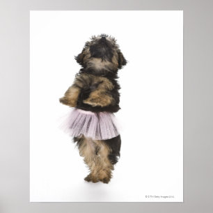 Póster Um filhote de cachorro de Yorkie-poo em um tutu em