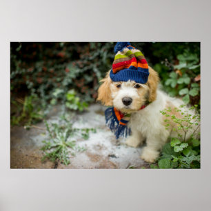 Póster Um filhote de cachorro doce de Cavachon em um