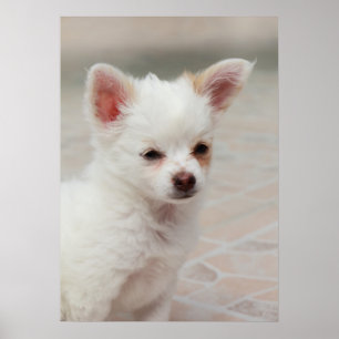 Poster Um filhote de Chihuahua num jardim