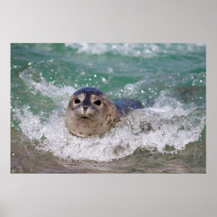 Póster Um filhote de foca surfando