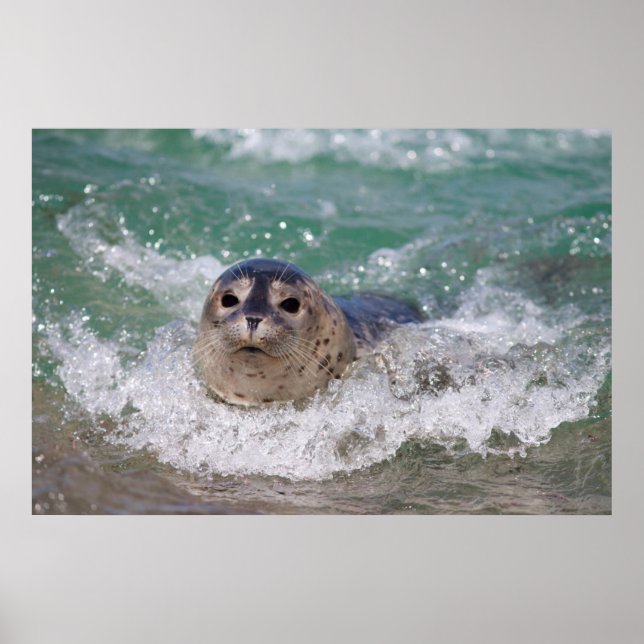 Póster Um filhote de foca surfando (Frente)