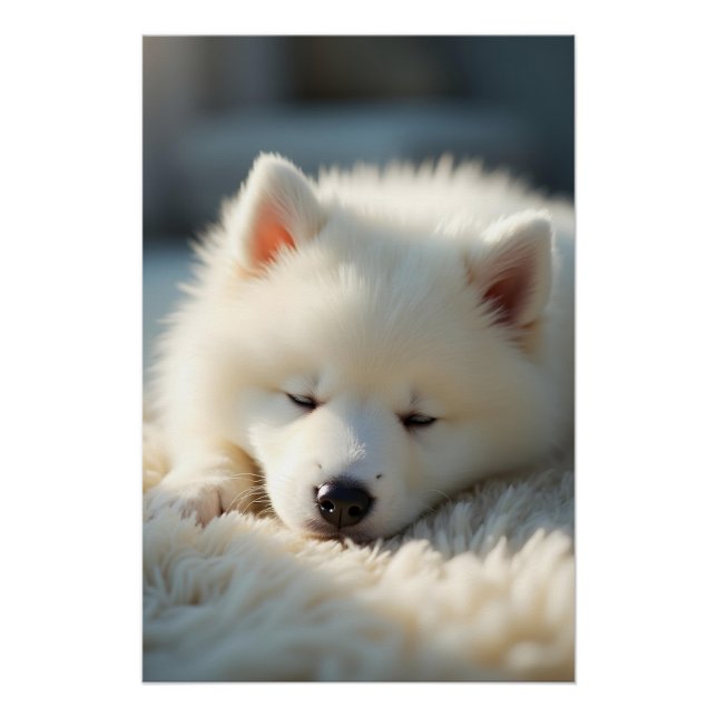 Póster Um filhote Samoyed fofo fofo dormindo pacificament (Frente)