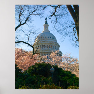 Póster Um Flor da Cereja Capital