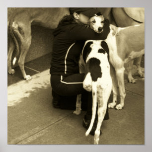 Poster um galgo com três pés