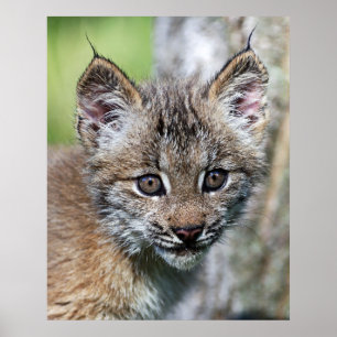 Póster Um gatinho canadense pequeno bonito do lince