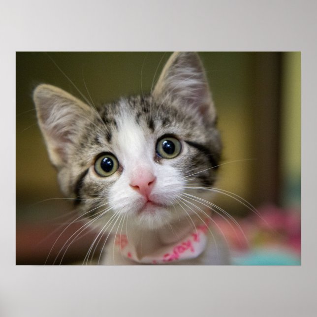 Poster Um gatinho fofo com olhos verdes (Frente)