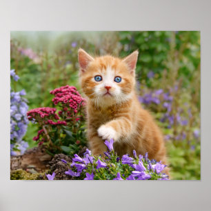 Poster Um gatinho gengibre bonito em um jardim brincando 