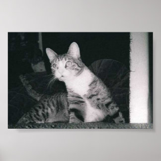 Póster Um gato curioso