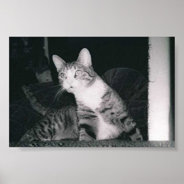 Póster Um gato curioso (Frente)