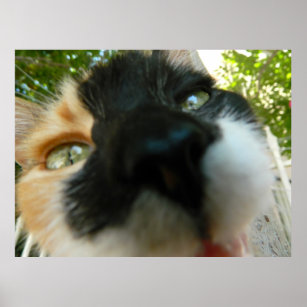 Poster Um gato engraçado encara a foto de perto