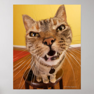Póster Um gato pequeno cómico senta-se em um tamborete e