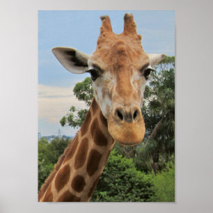 Poster Um girafa encantador