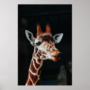 POSTER UM GIRAFFE NA CALGARY ZOO APONTANDO SUA LÍNGUA