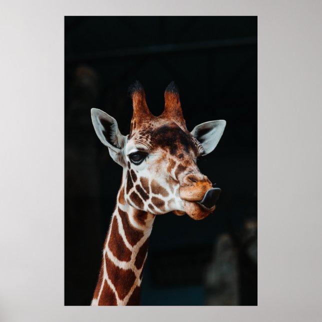 POSTER UM GIRAFFE NA CALGARY ZOO APONTANDO SUA LÍNGUA (Frente)