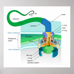 Poster Um Gram de Diagrama de Flagelo Bacteriano Negativo