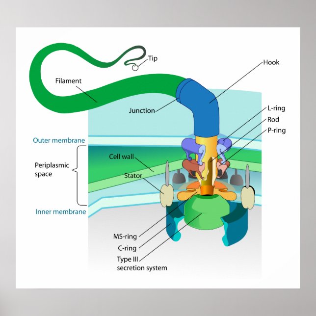 Poster Um Gram de Diagrama de Flagelo Bacteriano Negativo (Frente)