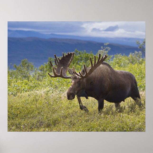 Póster Um grande alce macho está entre salgueiros (Frente)