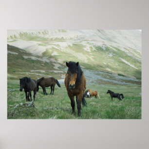 POSTER UM GRUPO DE CAVALOS NUMA PASTAGEM DE MONTANHA