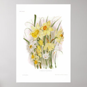Póster Um grupo de Daffodils
