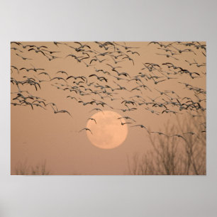 Póster Um grupo de gansos de neve migratórios, Grus