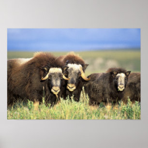 Póster Um grupo de muskoxen consulta em arbustos do