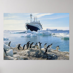 Póster Um grupo de pinguins que estão em uma praia gelad