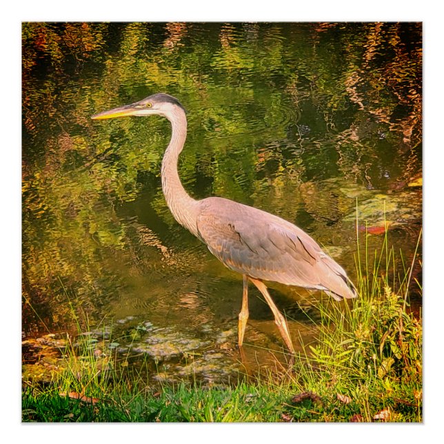 Póster Um herão azul (Frente)