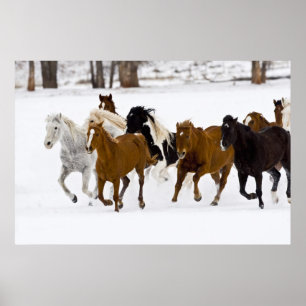 Poster Um inverno cénico de cavalos running no