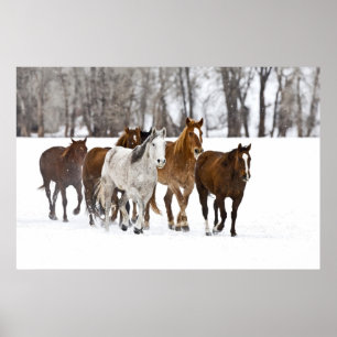 Póster Um inverno cénico de cavalos running nos 2
