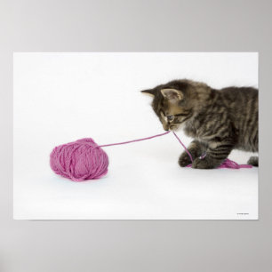Poster Um jogo novo do gatinho do gato malhado