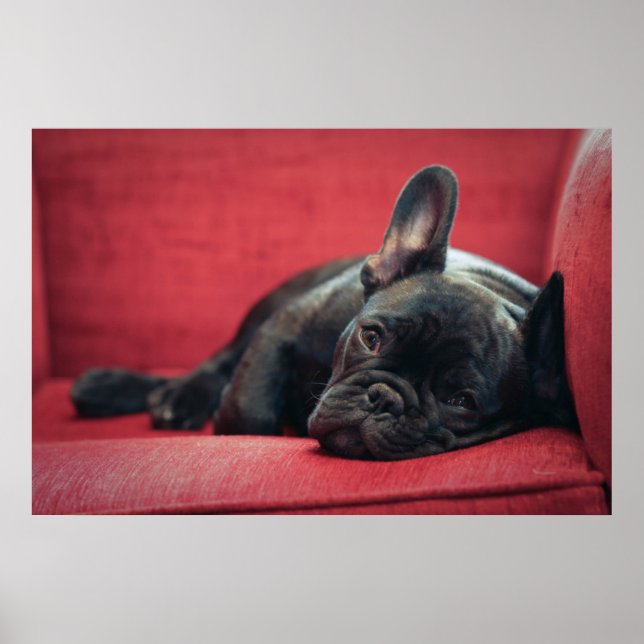 Póster Um Jovem Bulldog Francês Deitado Em Um Sofá (Frente)