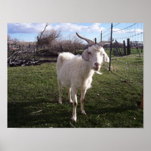 Póster Um jovem Goat