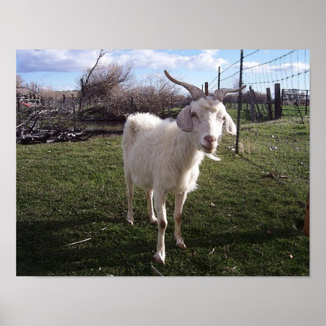 Póster Um jovem Goat (Frente)