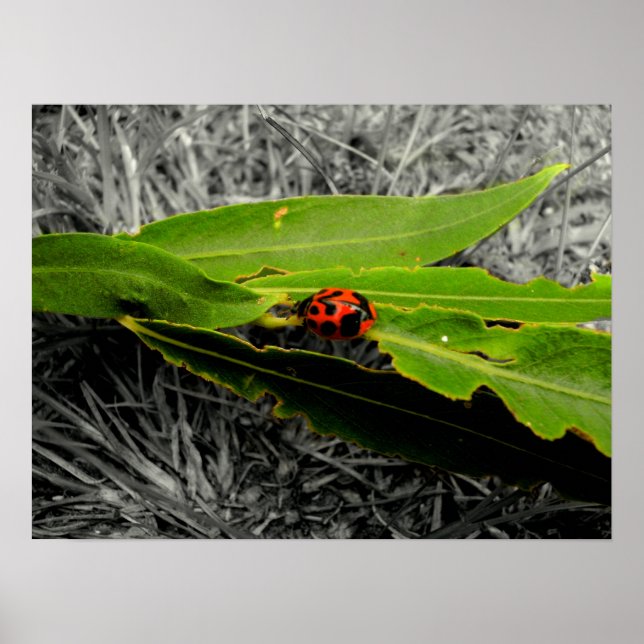 Póster Um Ladybug nas Folhas (Frente)