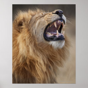 Póster Um leão masculino maduro (Panthera leo) no Savuti