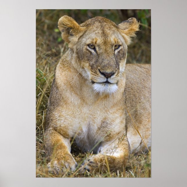 Poster Um leão sentado na grama alta do Maasai (Frente)