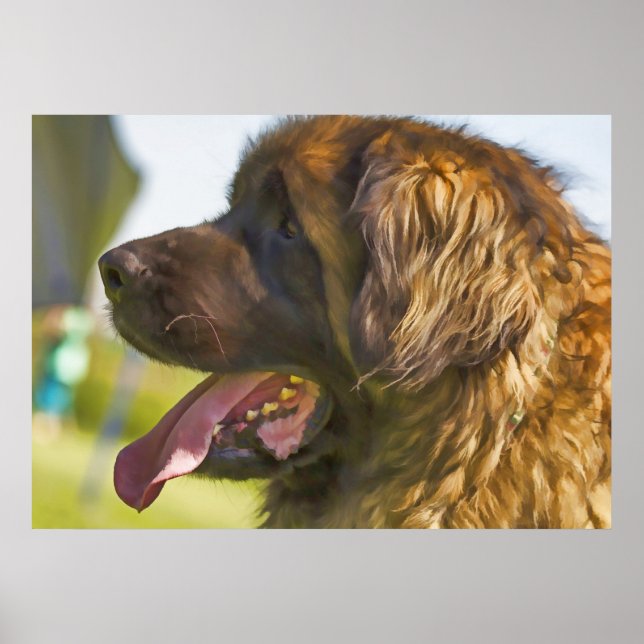 Poster Um lindo Cachorro Leonberger (Frente)